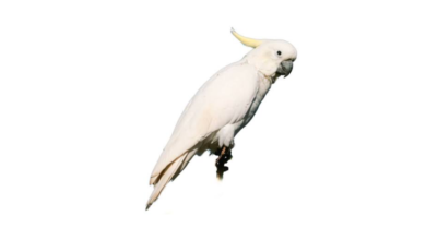 কাকাতুয়া পাখির দাম