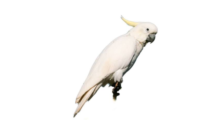 কাকাতুয়া পাখির দাম