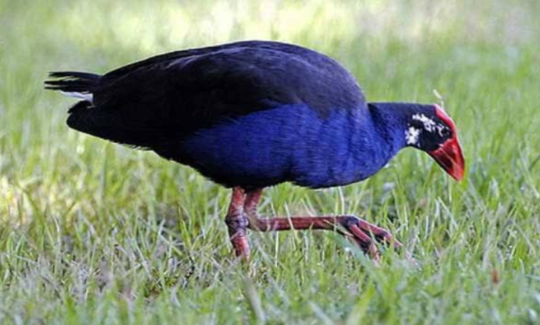 কালিম পাখির দাম