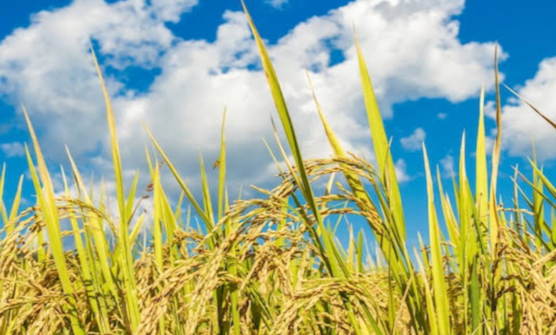 আজকের ধানের দাম কত