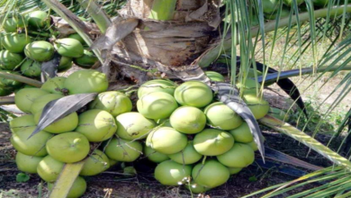 ভিয়েতনাম নারিকেল গাছ দাম