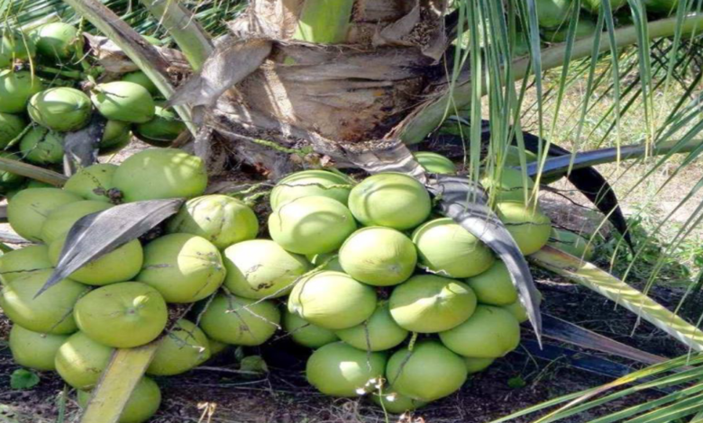 ভিয়েতনাম নারিকেল গাছ দাম