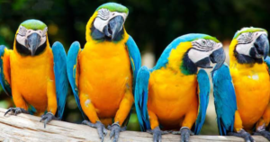 ম্যাকাও পাখির দাম কত