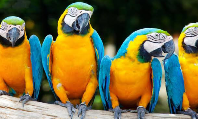 ম্যাকাও পাখির দাম কত