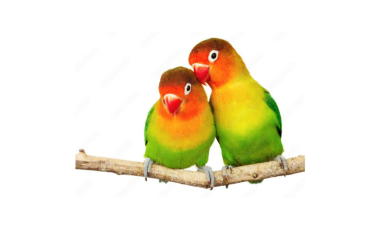 লাভ বার্ড পাখির দাম কত